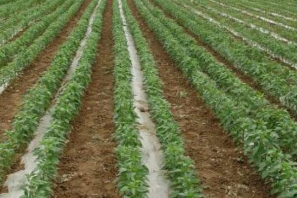 菜椒的种植方法和时间