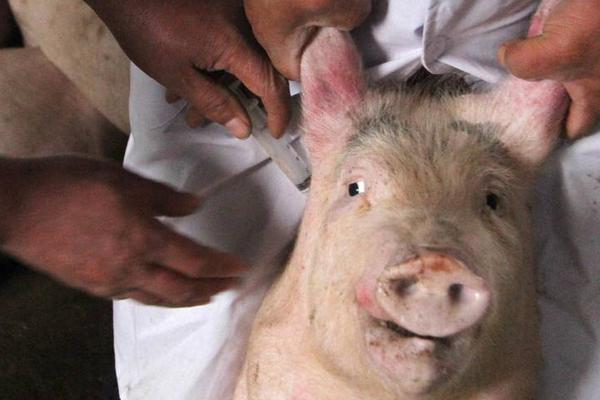 猪瘟疫苗什么时候打