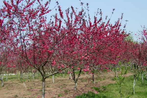 桃树全年用药管理技术