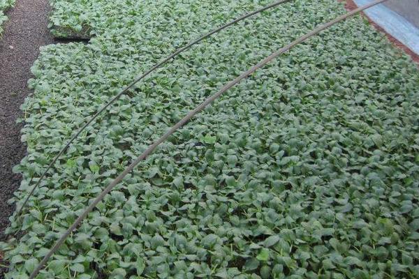 豇豆大棚种植技术