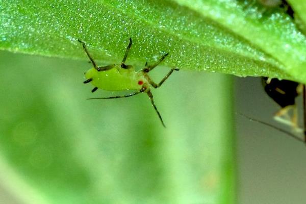 玉米常见病虫害有哪些