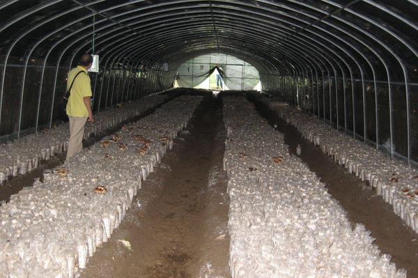 磨菇怎么种植的视频