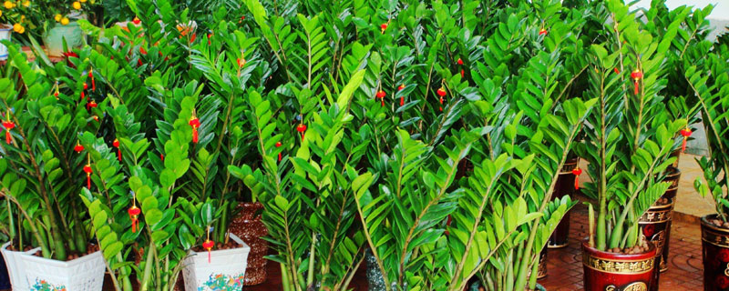 金钱树怎么养 金钱树养殖方法与注意事项