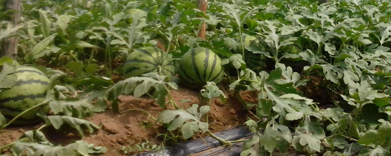 西瓜科学种植管理技术