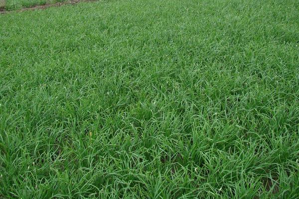 种韭菜丰产栽培技术 韭菜怎么种植方法