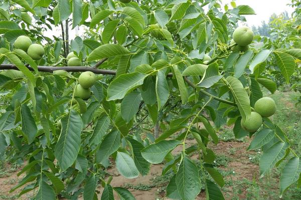 核桃树夏季管理措施