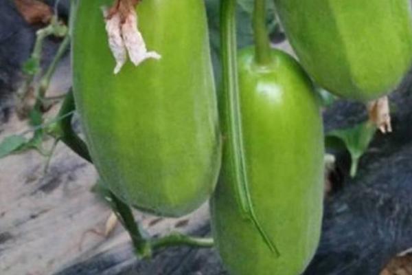 烧瓜种植方法和时间