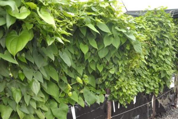 山药悬空种植