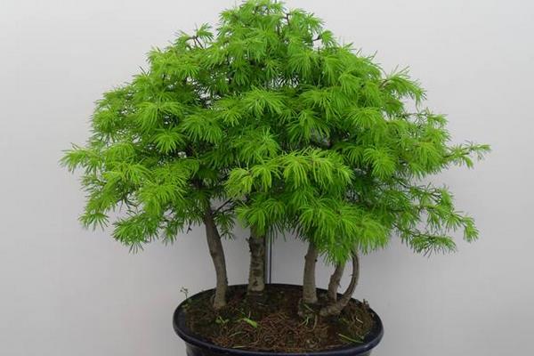 金钱松的养殖方法和注意事项