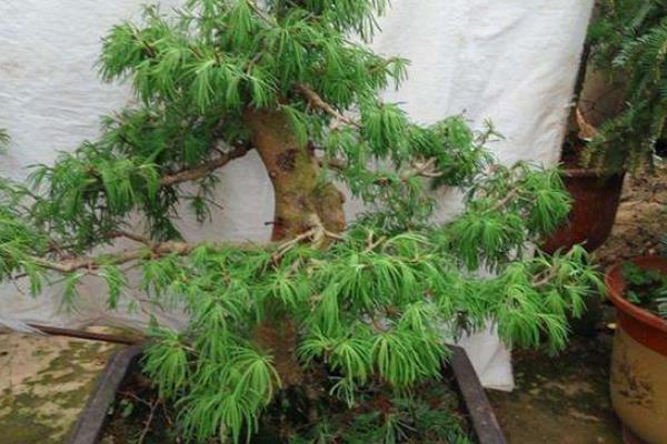 金钱松的养殖方法和注意事项