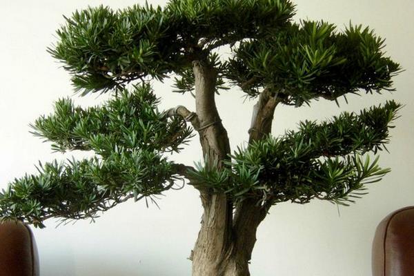 金钱松的养殖方法和注意事项