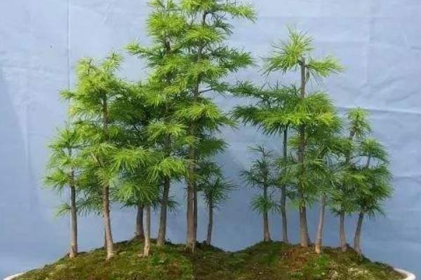 金钱松的养殖方法和注意事项