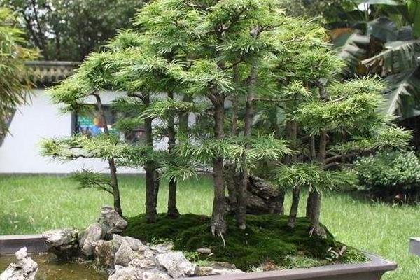 金钱松的养殖方法和注意事项