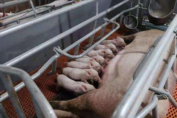 明年(2020)猪价行情怎么样?涨还是跌?