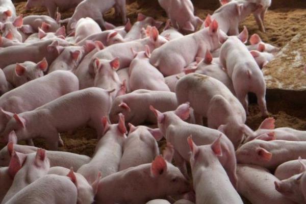 明年(2020)猪价行情怎么样?涨还是跌?