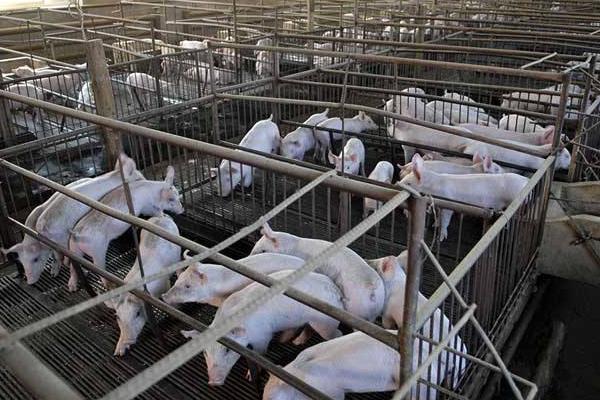 明年(2020)猪价行情怎么样?涨还是跌?