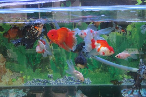 生意人养鱼养几条好?有什么讲究