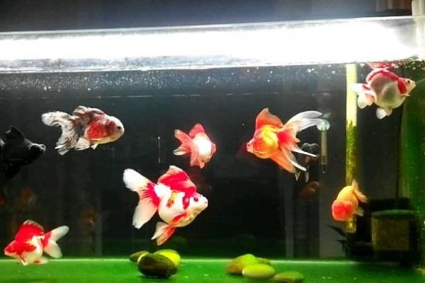 生意人养鱼养几条好?有什么讲究