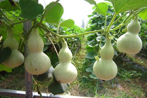 冬天室内葫芦种植技术