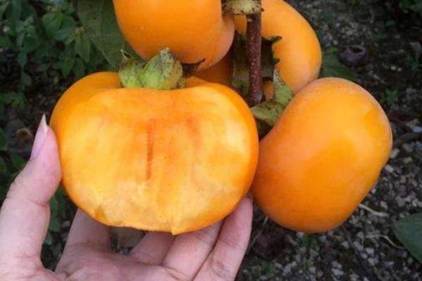 硬柿子皮能吃吗?硬柿子皮黑是什么原因