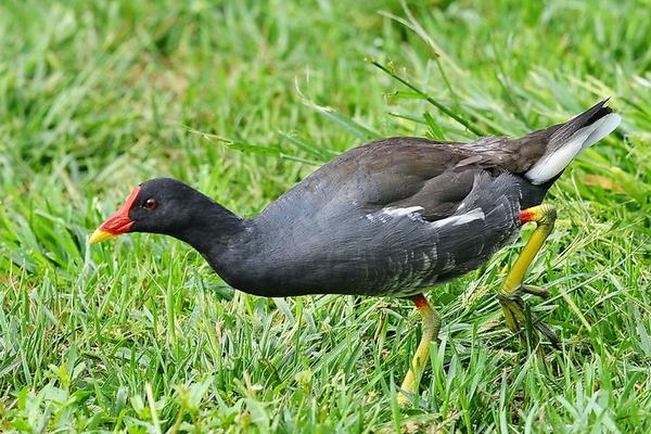 室内特色养殖项目有哪些,投资不大效益好的