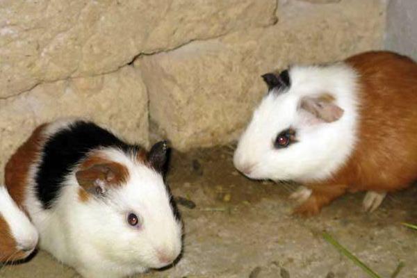 室内特色养殖项目有哪些,投资不大效益好的