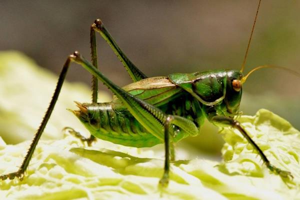 室内特色养殖项目有哪些,投资不大效益好的