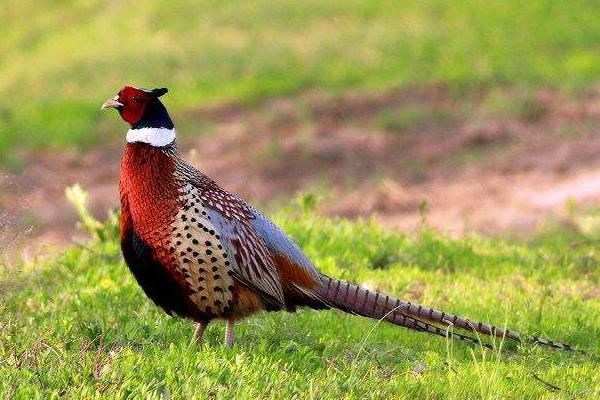 室内特色养殖项目有哪些,投资不大效益好的