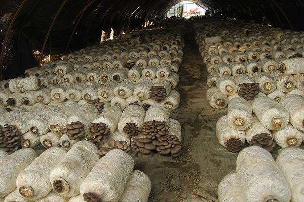 室内蔬菜种植项目有哪些,容易种好卖的