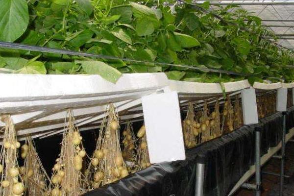 室内蔬菜种植项目有哪些,容易种好卖的