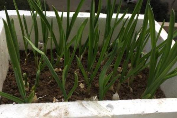 室内蔬菜种植项目有哪些,容易种好卖的