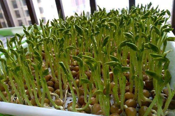 室内蔬菜种植项目有哪些,容易种好卖的
