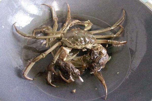 大闸蟹可以多吃吗?吃多了有什么坏处