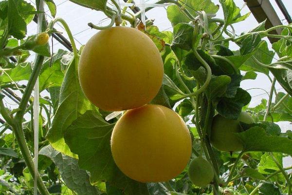 大闸蟹吃了不能吃什么水果,相克的蔬菜有哪些