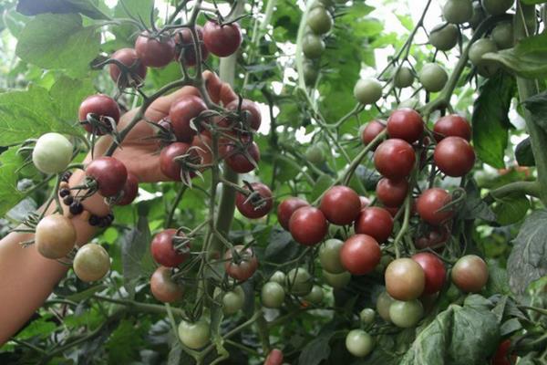 圣女果常见病害图谱,附常见防治方法