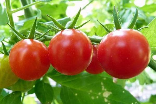 圣女果常见病害图谱,附常见防治方法