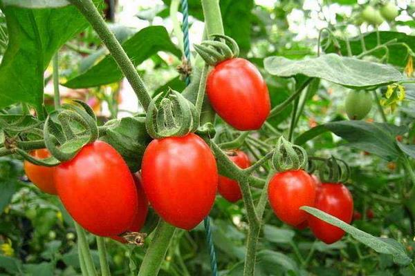 圣女果常见病害图谱,附常见防治方法