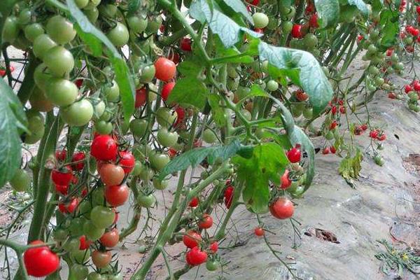 圣女果常见病害图谱,附常见防治方法