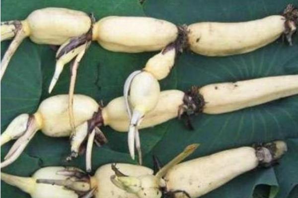 室内蔬菜种植项目有哪些,容易种好卖的