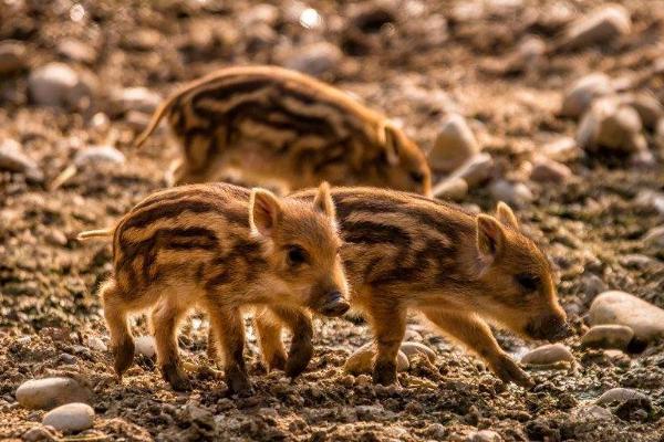 室内特色养殖项目有哪些,投资不大效益好的