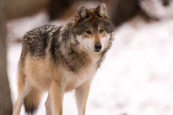 养狼的利润在哪?养的人多吗?