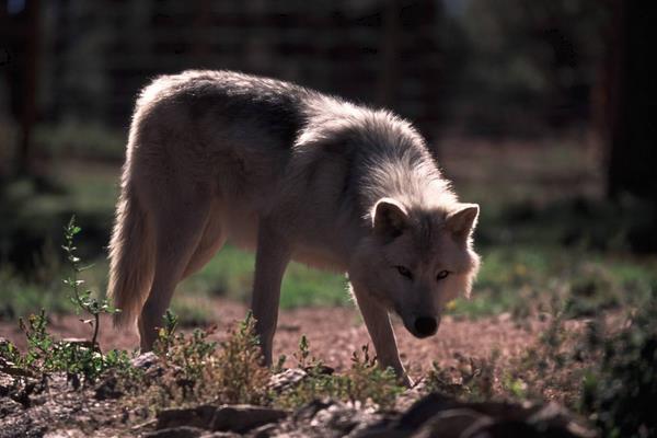 养狼的利润在哪?养的人多吗?