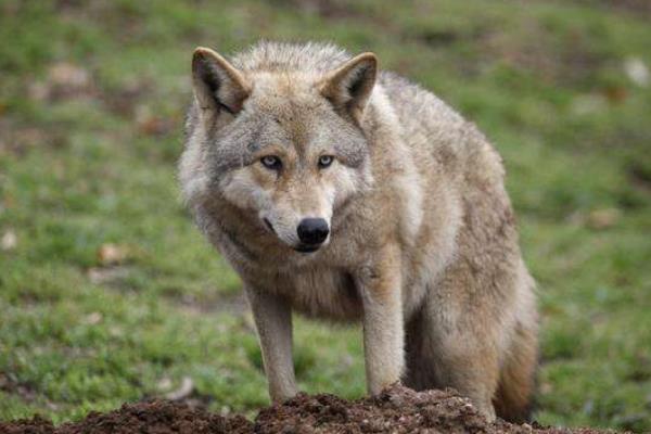 养狼的利润在哪?养的人多吗?