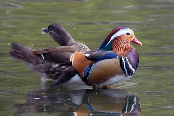 养鸳鸯1000只成本多少?赚钱吗?