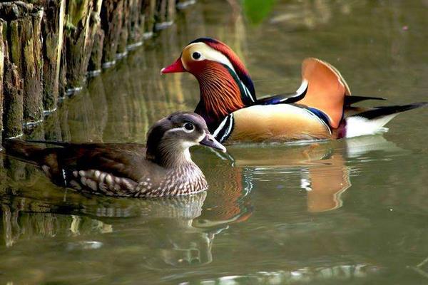 养鸳鸯1000只成本多少?赚钱吗?