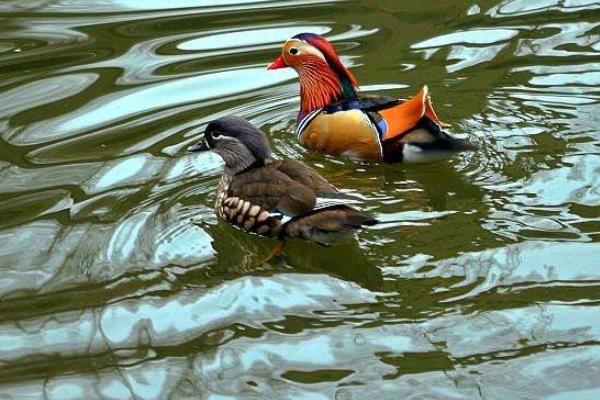 养鸳鸯1000只成本多少?赚钱吗?