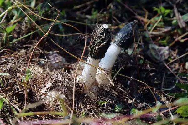 冬荪种植一亩投资多少,附利润分析