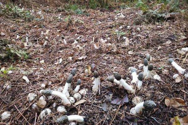 冬荪种植一亩投资多少,附利润分析