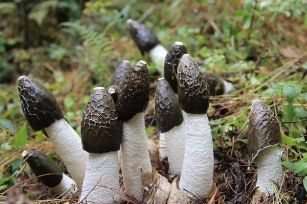 冬荪种植一亩投资多少,附利润分析