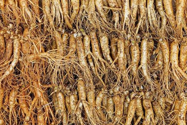 兰参多少一斤?兰参是什么(颜色)?